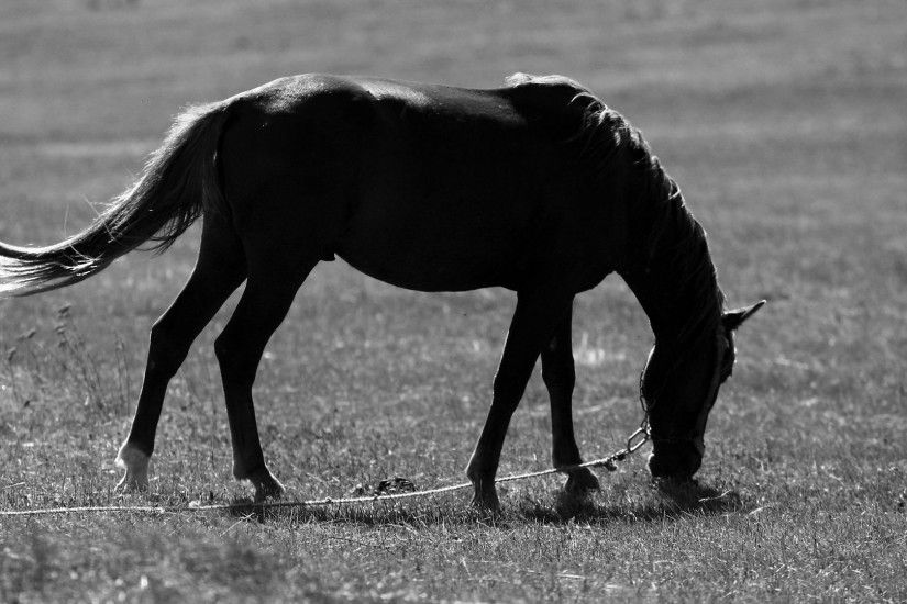 Black And White Horse 556532