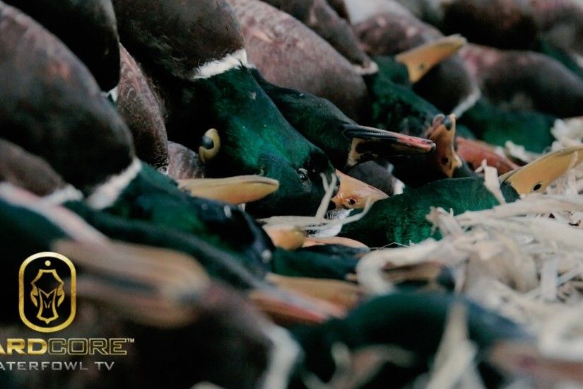 Duck Hunting: 10 Man Limit of Mallards - Hard Core Waterfowl TV Episode 3 -  YouTube