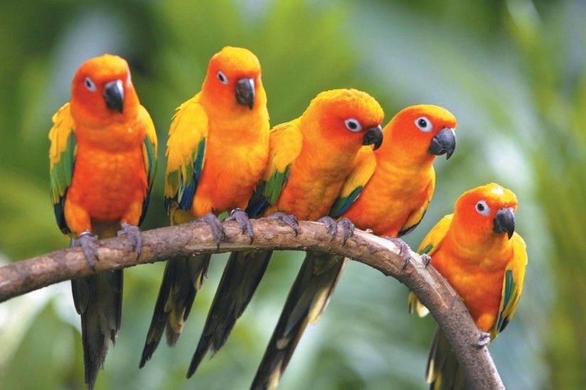 Birds Parrots HD Wallpapers Backgrounds Wallpaper