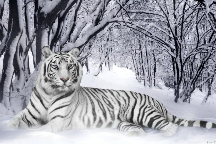 white tiger HD Wallpapers Download Free white tiger Tumblr - Pinterest Hd  Wallpapers