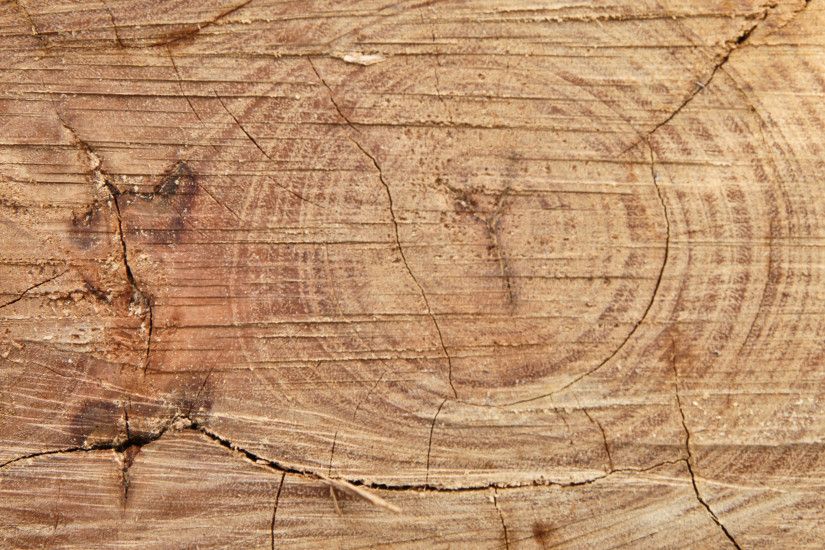 cropped wood rings background texture