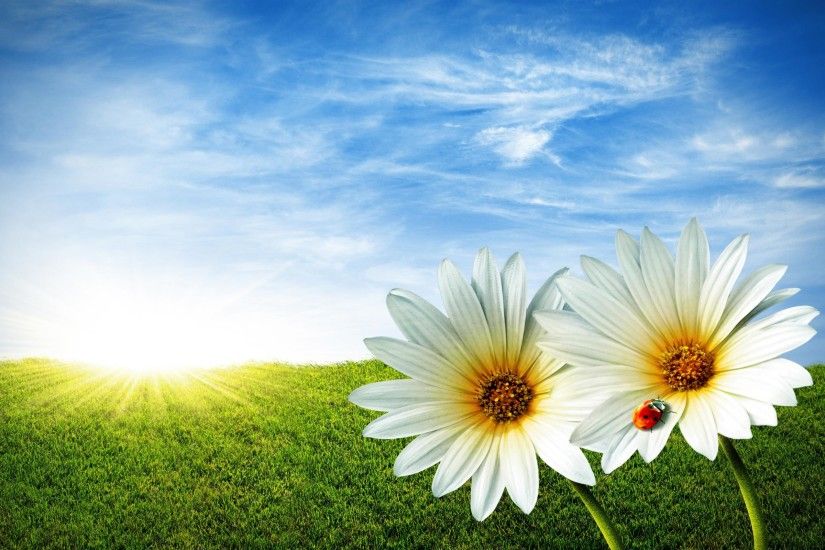 Spring Daisy Wallpapers #1753