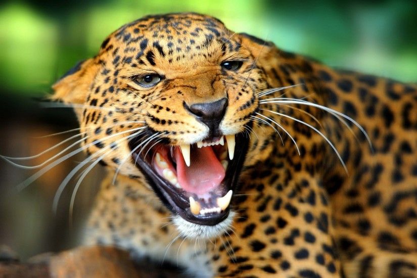 Preview wallpaper cheetah, teeth, predator, look, big cat 2560x1440