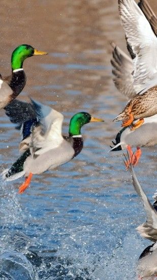 1080x1920 Wallpaper ducks, splash, flying, river, lake