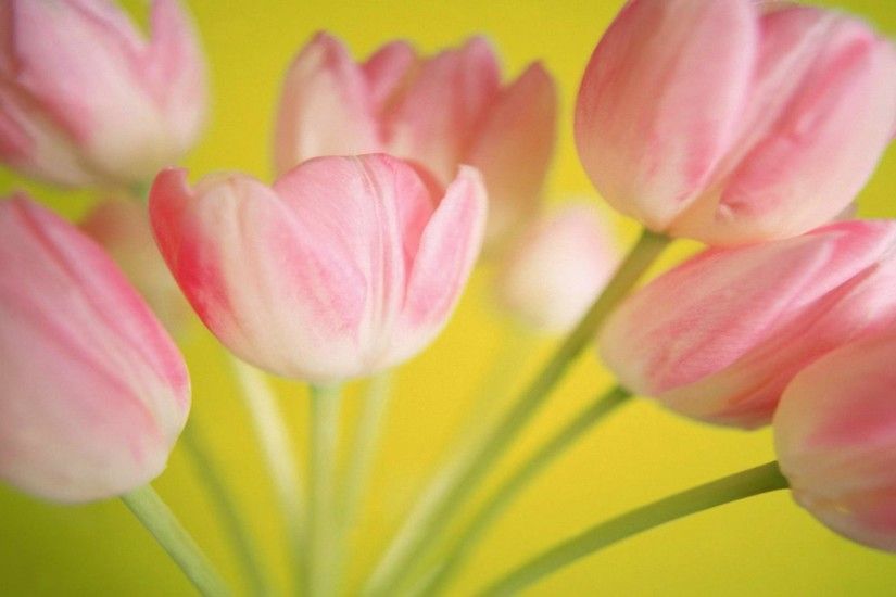 Beautiful bouquet pink tulips pinkish and light white pettals free wallpaper  in free desktop backgrounds category
