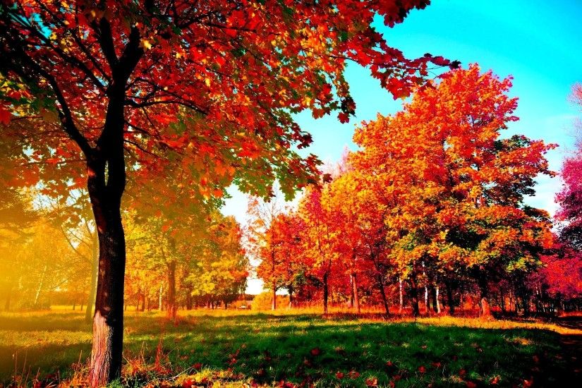 Autumn Trees - Wallpapers