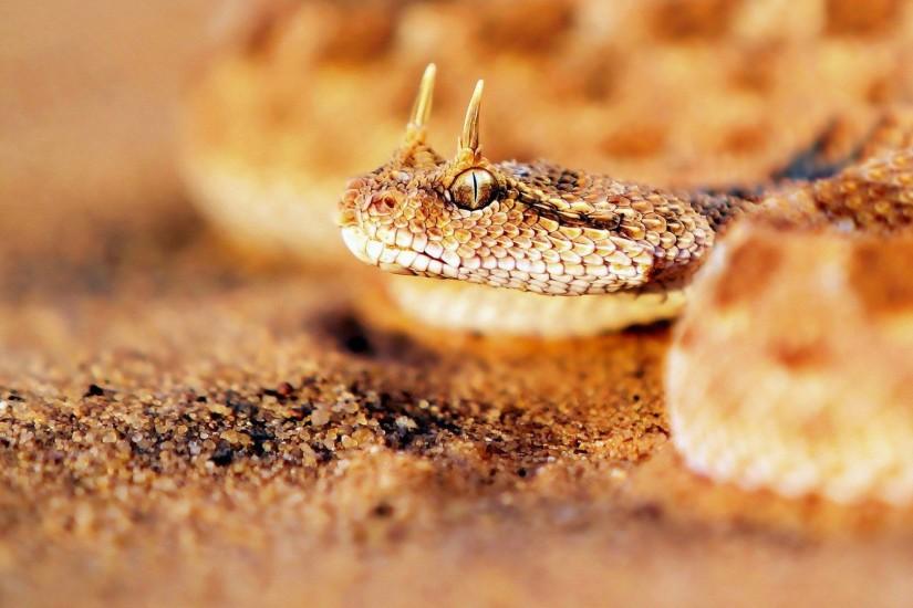 Animals For > Viper Snake Wallpaper Hd