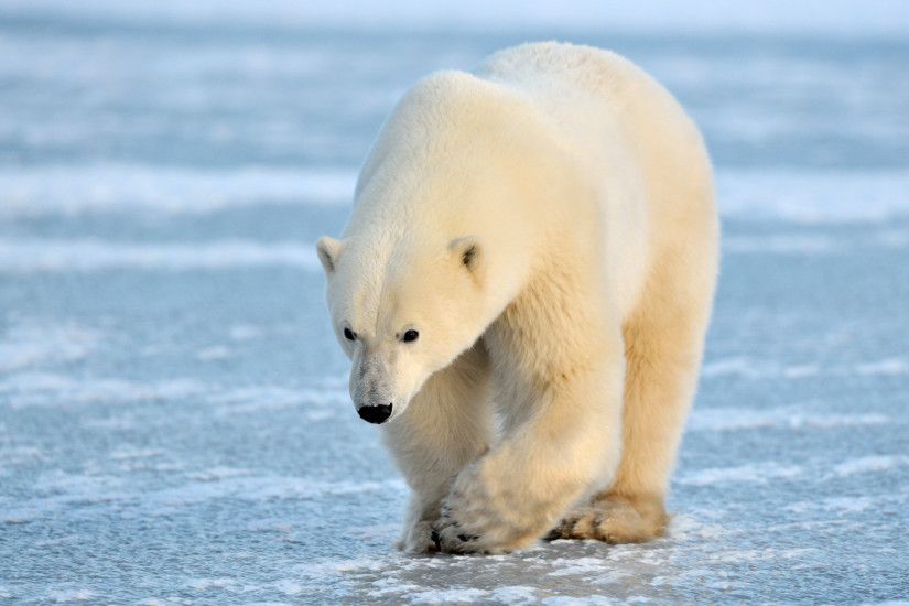 pin Cub clipart polar habitat #13