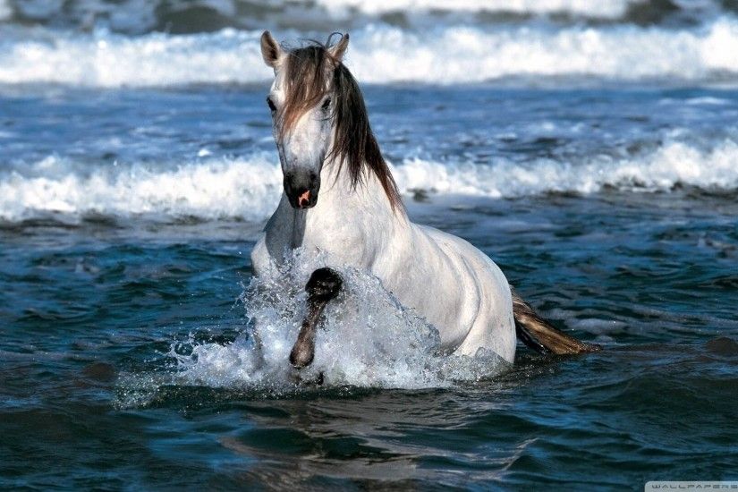 Horse Wallpapers for iPad