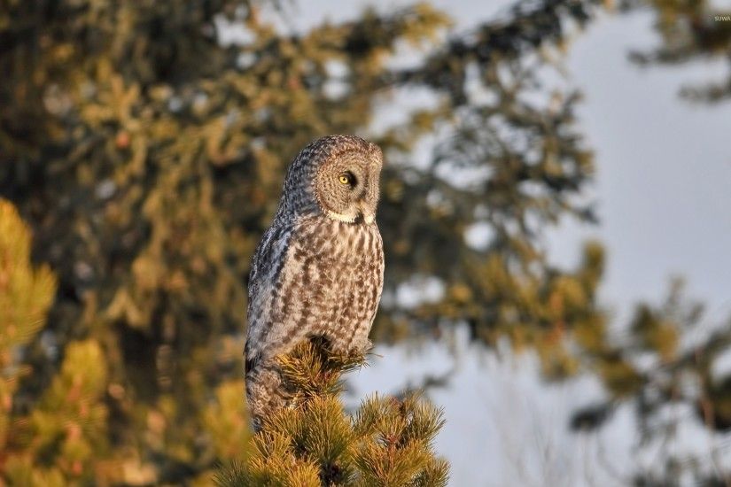 Barred Owl on top of a pine tree wallpaper