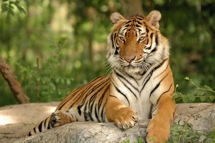tiger forest HD wallpapers - desktop backgrounds