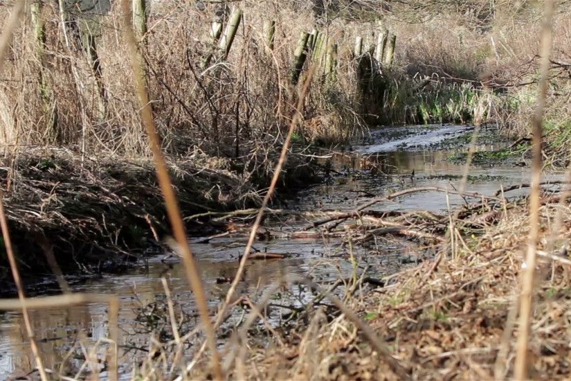 Wild Stream - Beautiful English Countryside Nature Backgrounds Stock Video  Footage - VideoBlocks