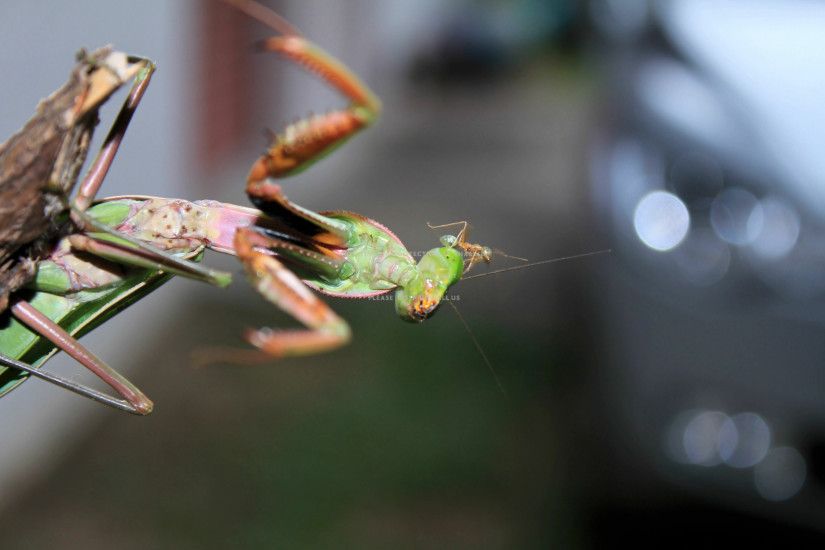animals insects praying mantis Normal (4:3): 640x480 800x600 1024x768  1280x1024 1600x1200