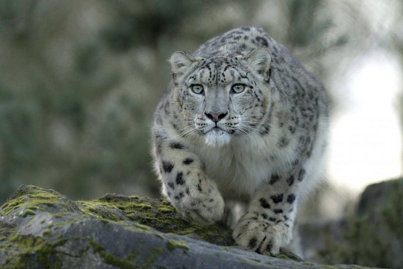 Snow leopard hd Wallpapers | Pictures