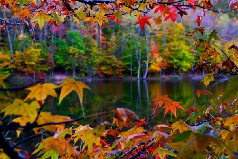 Autumn Leaves Frame Wallpaper | High Quality Wallpaper