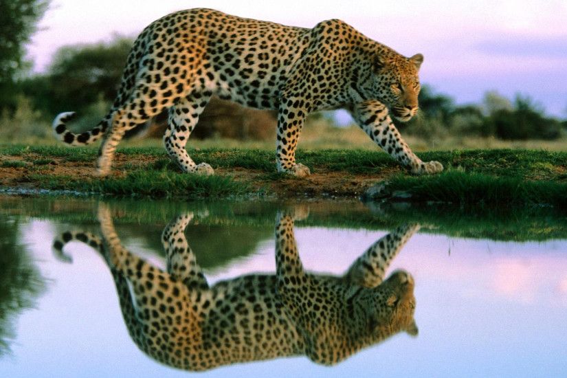 Cheetah Reflection In Water Wildlife Animal Desktop Wallpaper Hd For Mobile  Phones And Laptops : Wallpapers13.com