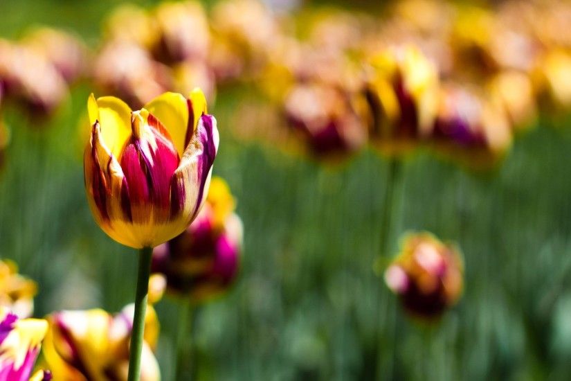 1920x1200 Spring Tulips wallpapers and stock photos
