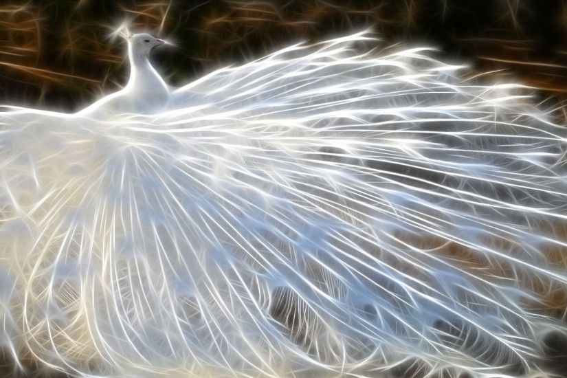 Preview wallpaper peacock, birds, feathers, light 1920x1080