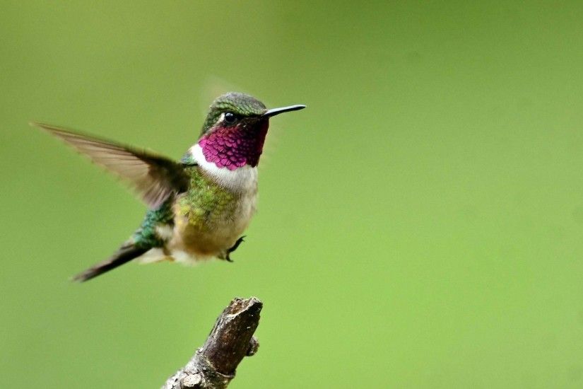 hummingbird flying wallpaper 2684