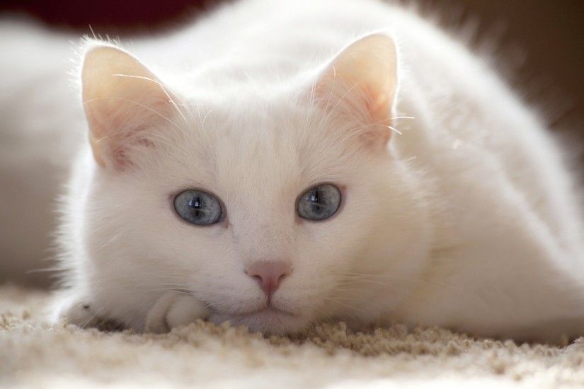 big eyes is white cat ears blue eyes cat
