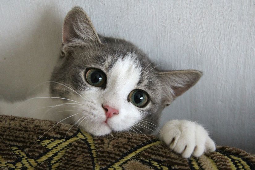Cute kitten wallpaper