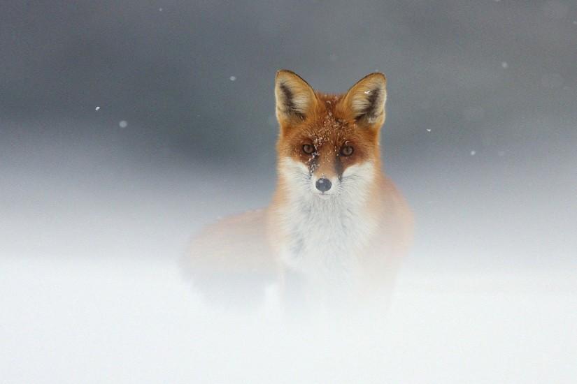 Most Downloaded Fox Animal Wallpapers - Full HD wallpaper search