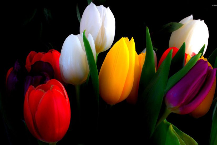 Colorful tulips wallpaper
