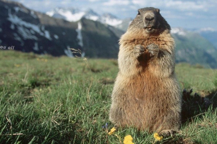 Download Wallpaper 1920x1080 Groundhog, Marmot, Forest, Stand .