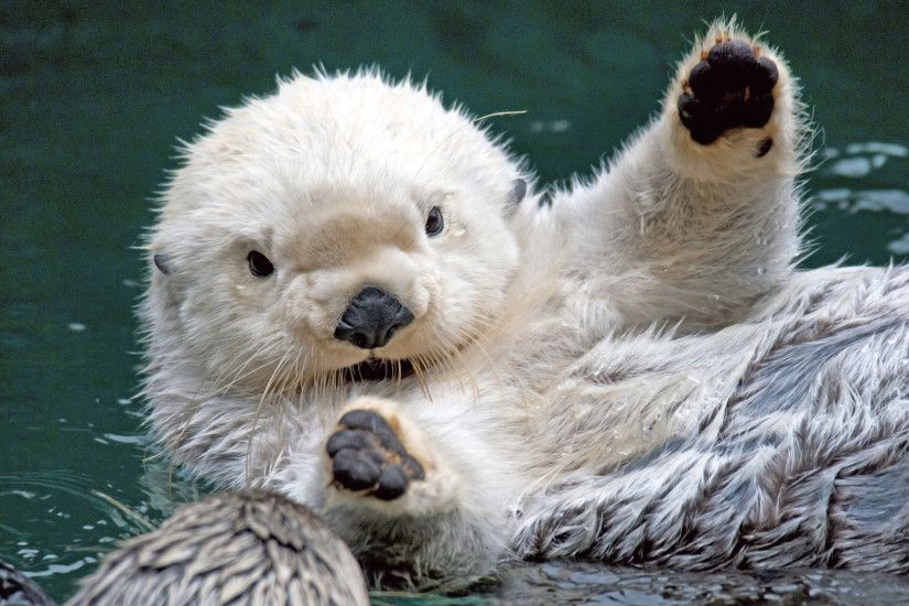 Sea Otter HD Wallpaper | Sea Otter Pictures | Cool Wallpapers