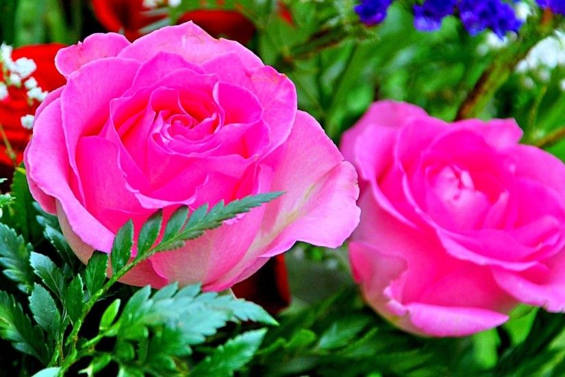 Pink Rose Flowers Blooms Flower Wallpaper Hd For Desktop Free Download -  1920x1200