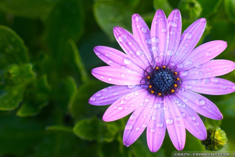 Wallpaper: Single light purple flower wallpapers. Resolution: 1024x768 |  1280x1024 | 1600x1200. Widescreen Res: 1440x900 | 1680x1050 | 1920x1200