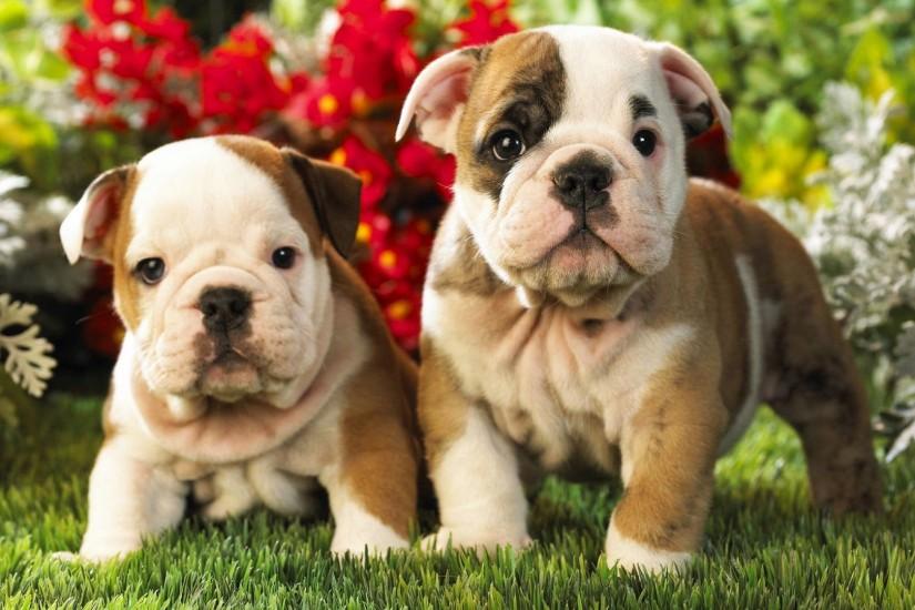 puppies wallpaper 1920x1080 for computer