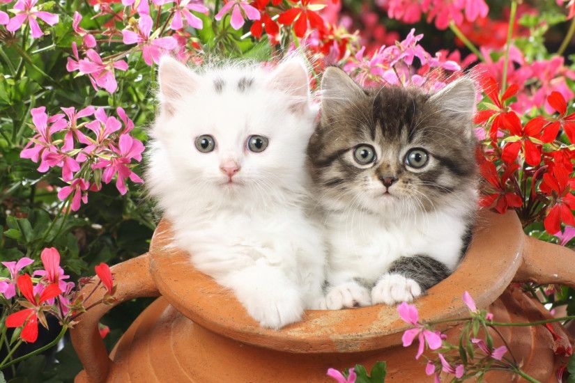 Wallpaper Of Cute Cats And Kittens Cute Baby Cats Wallpapers Group (76+)