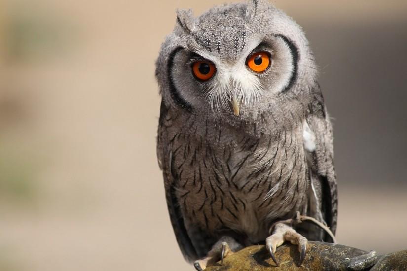 1920x1080 Wallpaper owl, bird, predator, eyes, feathers