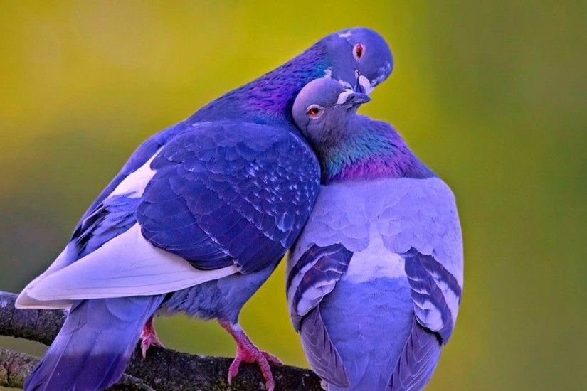 Wallpapers For > Beautiful Love Birds Wallpapers