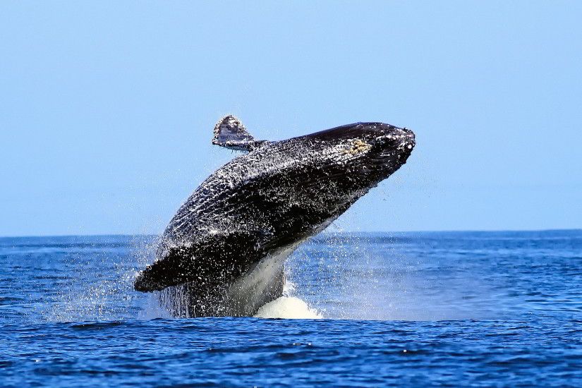 whale animal desktop wallpaper 52958