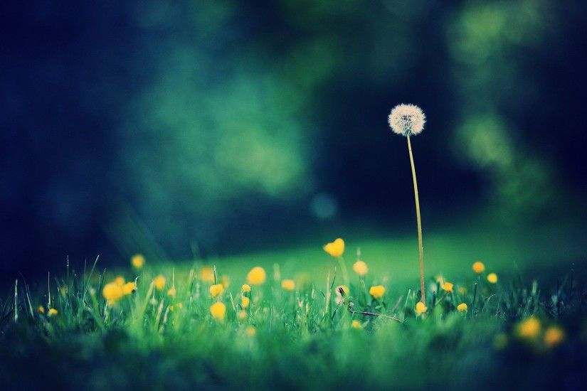 Dandelion Flowers Wallpapers HD Pictures One HD Wallpaper