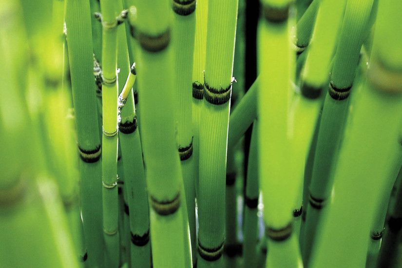 hd pics photos green bamboo nature attractive desktop background wallpaper