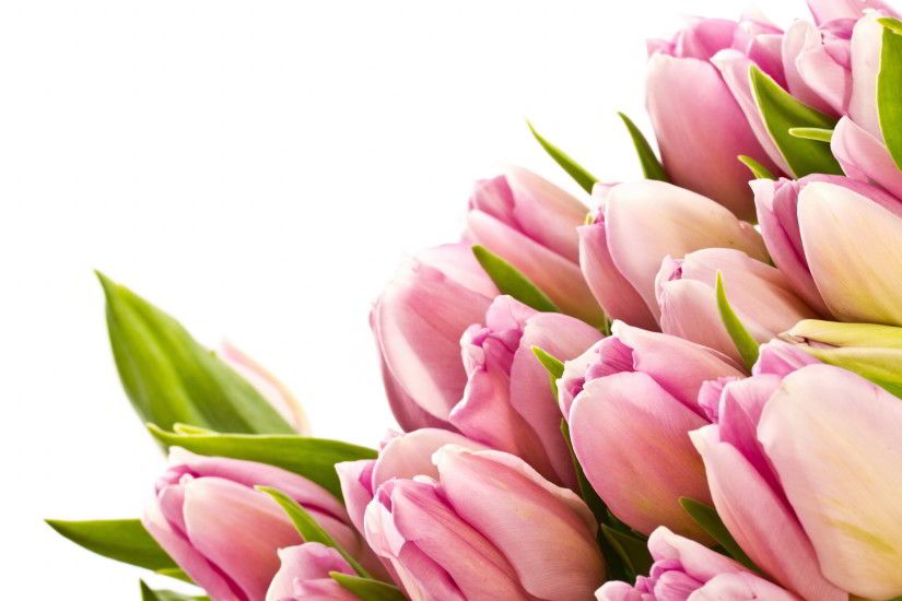 free tulip wallpaper pink. Â«Â«