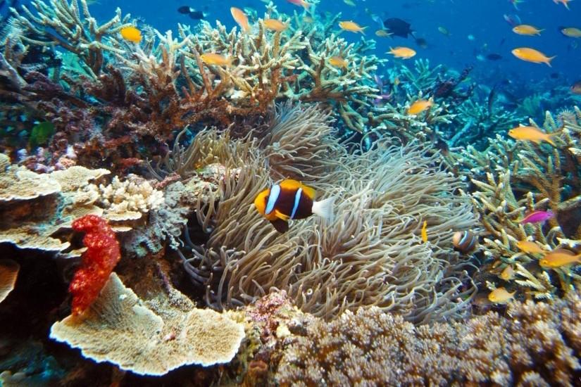 under the sea pictures | under the sea clown fish-HD Wallpaper | Unique  Nature