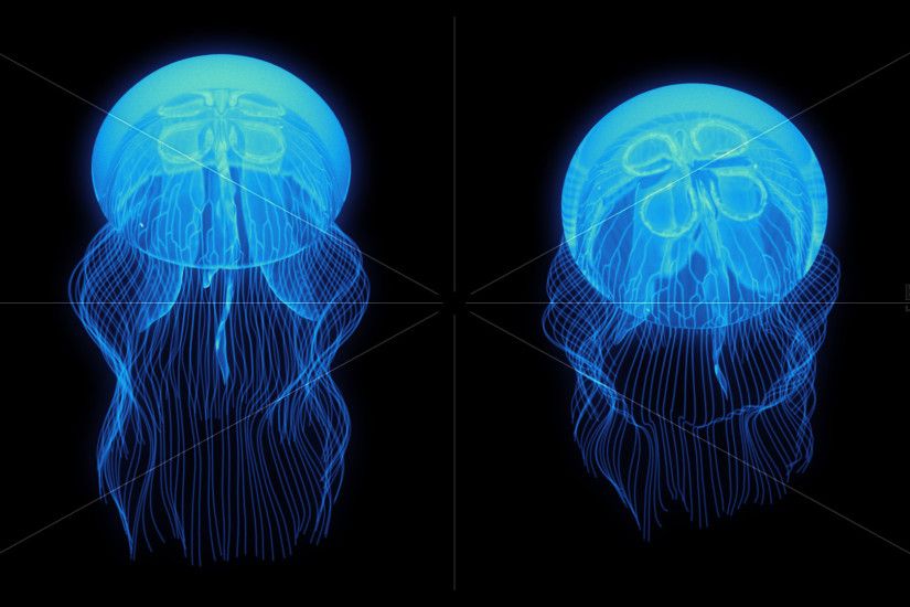 Jellyfish Nightlights looping assets isolated on a blank background so they  can easily be cropped, positioned, rotated and scaled.