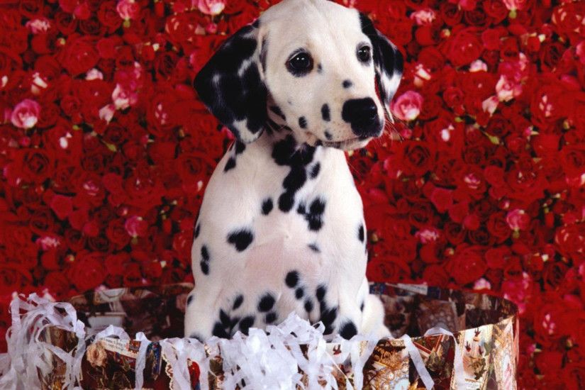 Cute Dalmatian puppy HD Wallpaper 1920x1080