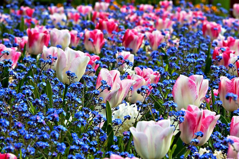 Clip Arts Related To : Spring Flowers Desktop Background wallpapers HD free  - 498695