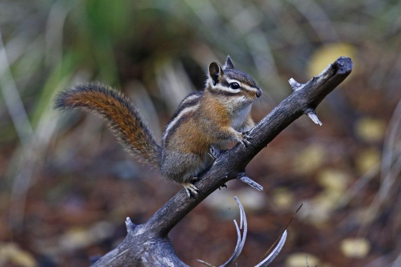 Chipmunk Wallpapers and Images Hd Wallpaper