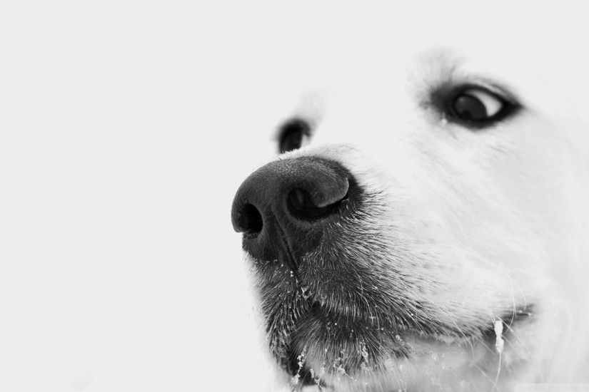 finest black and white dog wallpapers mobile with dog wallpaper.
