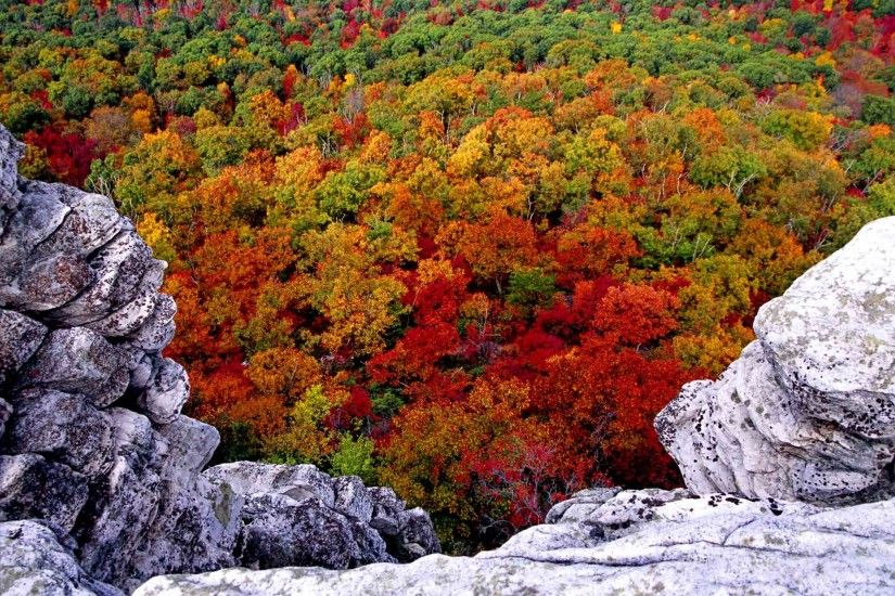 West Virginia State Tree | Rocks Trees , West Virginia Desktop Wallpapers  and Backgrounds