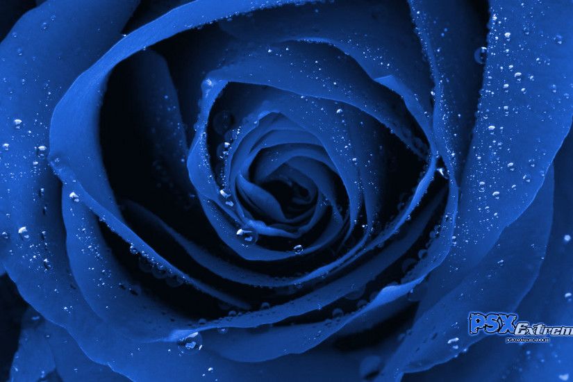 Azul. Blue RosesBlue ...
