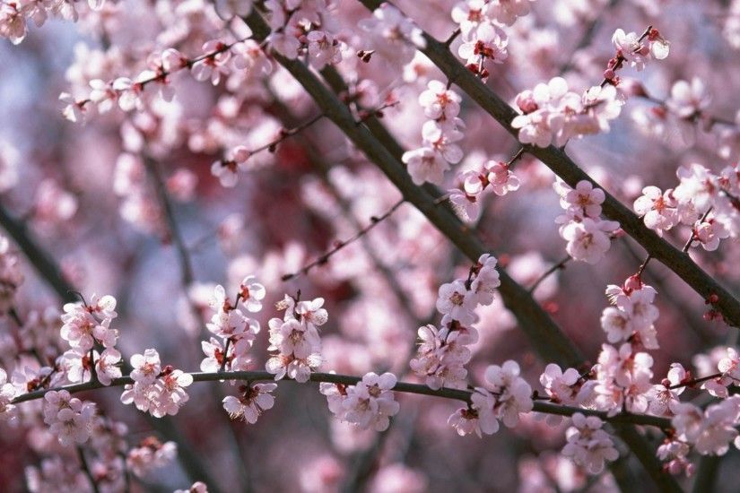 sakura flowers A2. Â«Â«