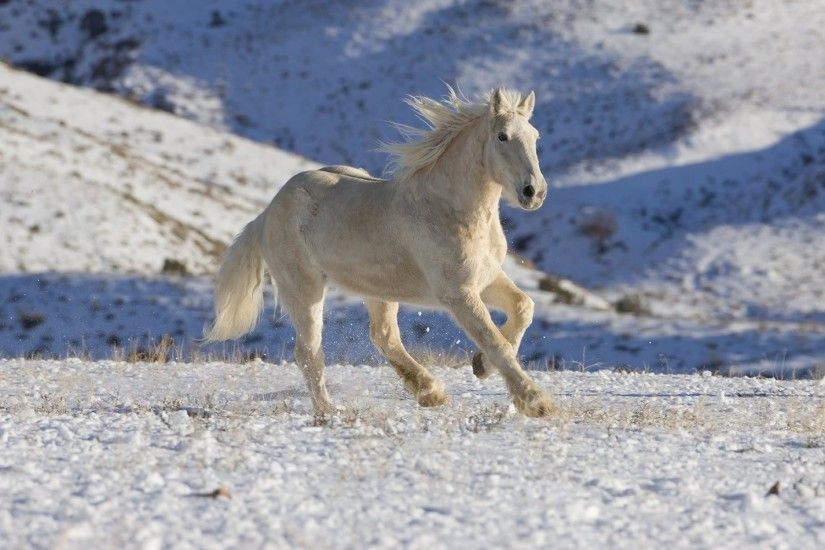 ... Beautiful White Horse