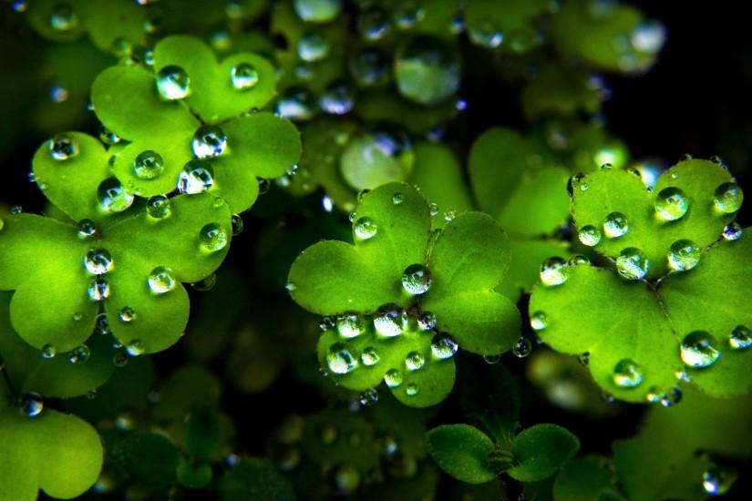 gorgerous st patricks day background 2560x1440 for android 40